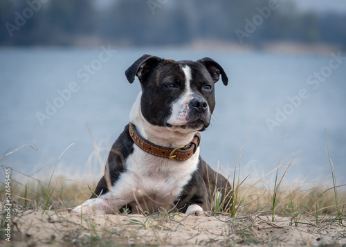 Fototapeta Naklejka Na Ścianę i Meble -  A dog of a beautiful color lies on the background of the river. Staffordshire bull terrier