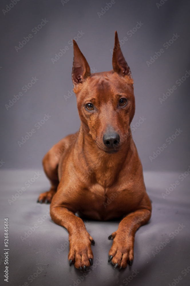 Brown dog with beautiful ears lies on a gray background. The breed of the dog is the Zwerg Pinscher Brown dog with beautiful ears lies on a gray background. The breed of the dog is the Zwerg Pinscher