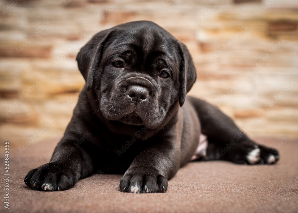 Cute black puppy lies on the background of a stone wall. Cane Corso