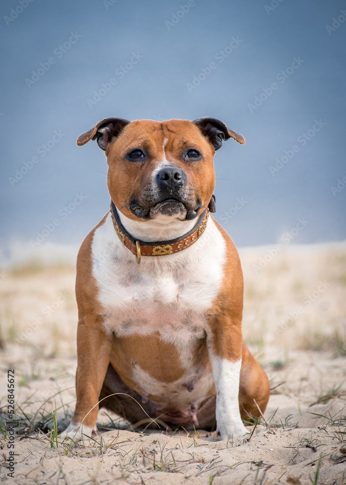 Cute dog in a collar sits on the beach. Staffordshire bull terrier
