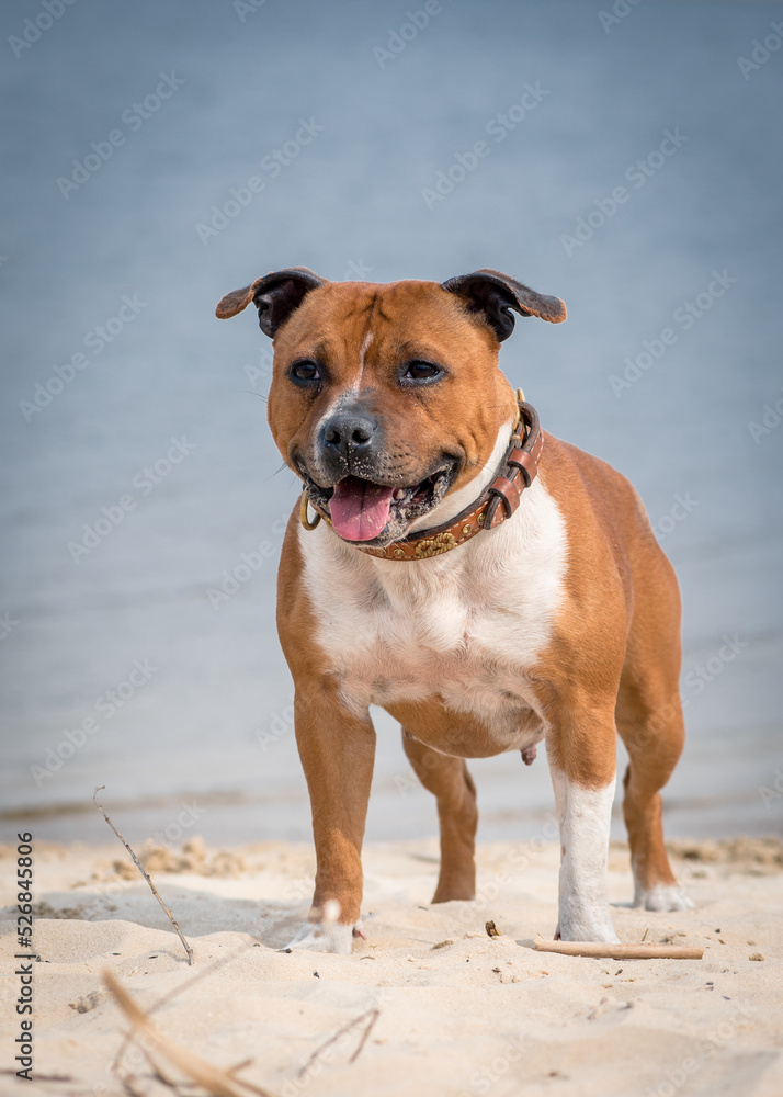 Smiling dog in a collar stands on the beach. Staffordshire bull terrier