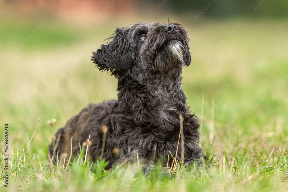 Portrait of a cute little black yorkipoo dog on a meadow in summer outdoors