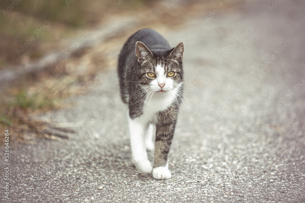 Portrait of a male brown striped tabby cat in summer outdoors Portrait of a male brown striped tabby cat in summer outdoors