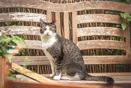 Portrait of a male brown striped tabby cat in summer outdoors photo