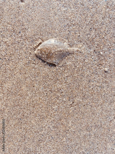 a flatfish lies well camouflaged in the sand of the north sea