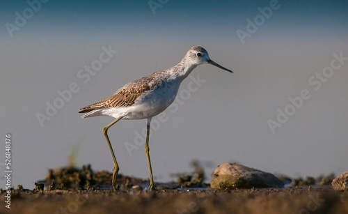 Marsh Sandpiper (Tringa stagnatilis) is a common bird in the wetlands of Diyarbakir Tigris Valley. It lives in Asia, Europe and Africa. © selim