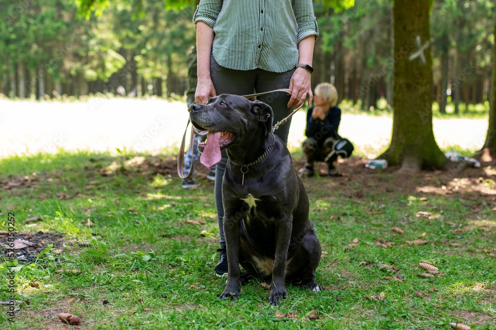 Cane Corso, on a walk with the owner, in the forest.