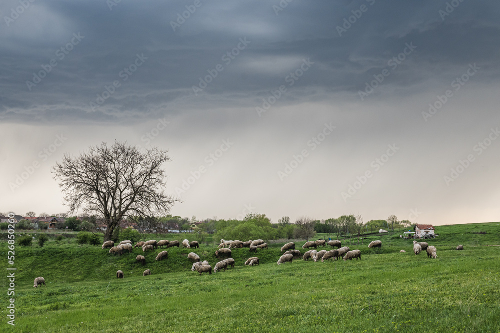 Flock of sheep and goats on a pasture beneath the stormy skies