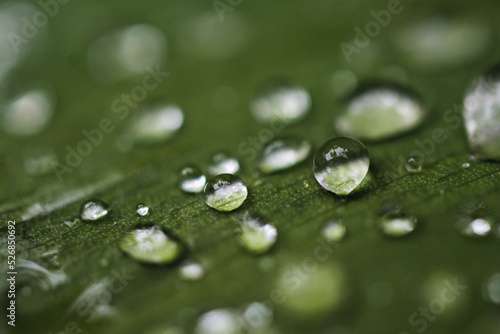 Macro shot of dew drops on a leaf