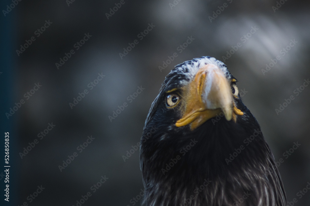 Obraz premium Portrait of an eagle in the zoo