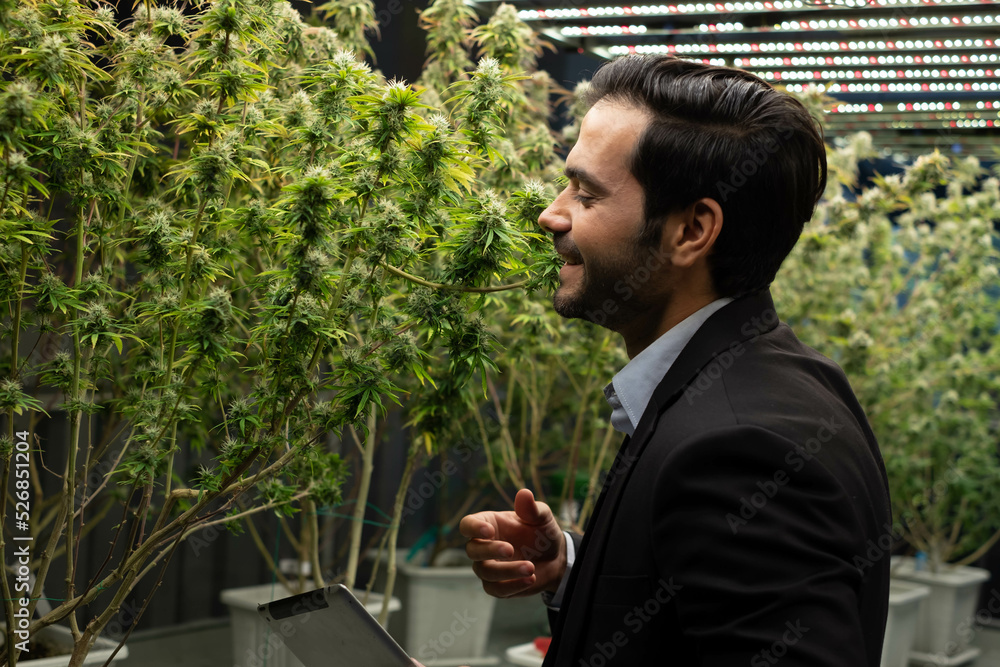 Concept of Cannabis is legal. checking plants and doing quality control of legally grown cannabis plants for medicinal purposes in large greenhouses. Production of alternative herbal medicines and CBD Concept of Cannabis is legal. checking plants and doing quality control of legally grown cannabis plants for medicinal purposes in large greenhouses. Production of alternative herbal medicines and CBD