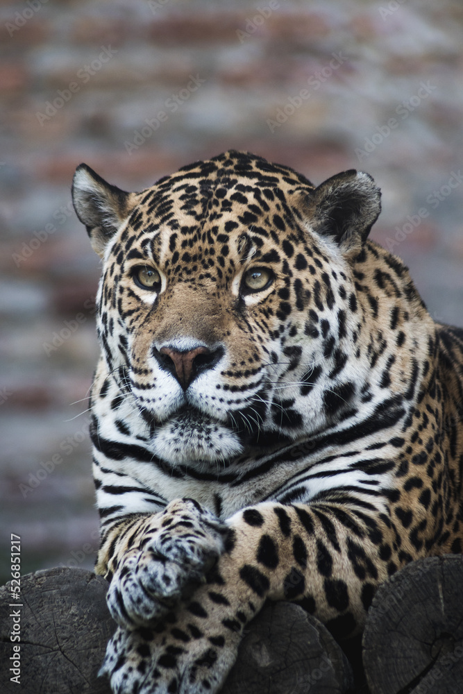 Obraz premium Portrait of a beautiful leopard in the zoo