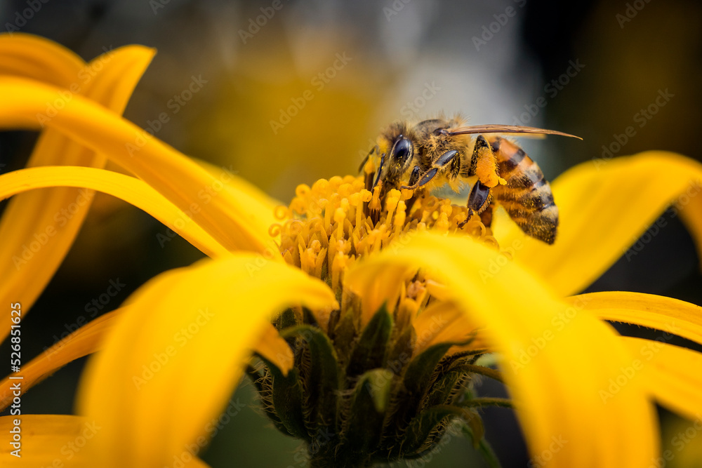 Pszczoła zapylająca kwiat - obrazy, fototapety, plakaty 