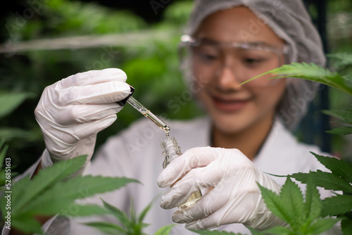 researchers are checking cbd oil, cannabis oil. Professional researchers working in a hemp field, they are checking plants, alternative medicine and cannabis concept.