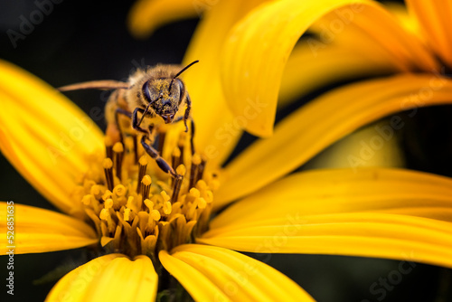 Pszczoła zapylająca kwiat © Zbigniew