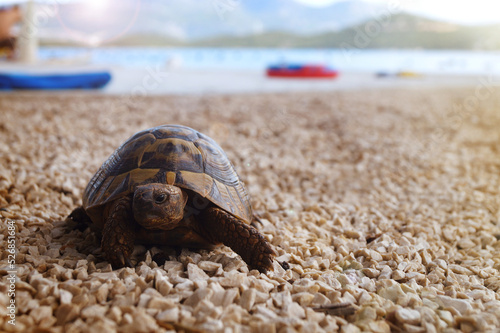 Close up of a turtle on a sandy beach photo