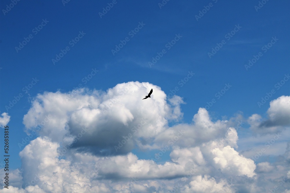 birds flying in blue sky with white clouds birds flying in blue sky with white clouds