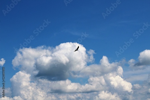 Photography birds flying in blue sky with white clouds