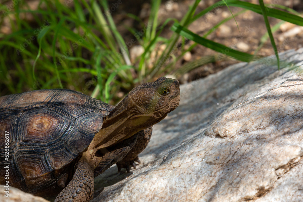 Desert tortoise, Gopherus agassizii, walking through the Sonoran Desert foraging for food and perhaps a mate. A large reptile in natural habitat. Pima County, Oro Valley, Arizona, USA. Desert tortoise, Gopherus agassizii, walking through the Sonoran Desert foraging for food and perhaps a mate. A large reptile in natural habitat. Pima County, Oro Valley, Arizona, USA.