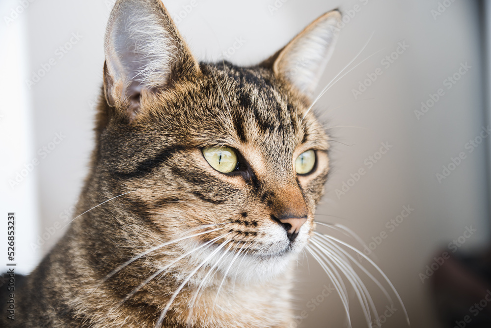Portrait of a beautiful domestic cat 