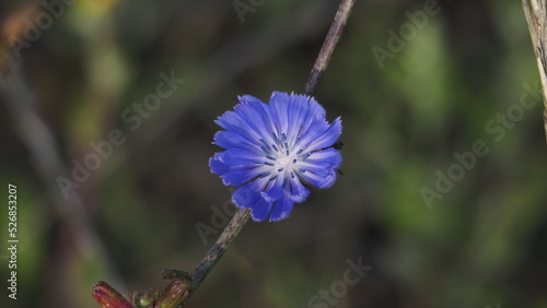 kwiat, kolor, fiolet, niebieski, natura © JT Foto - Dron