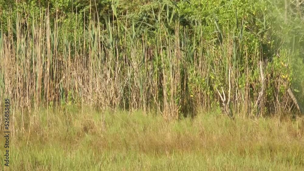 Long-legged buzzard takes off
North America wildlife and Nature, 2022
Long-legged buzzard takes off
North America wildlife and Nature, 2022