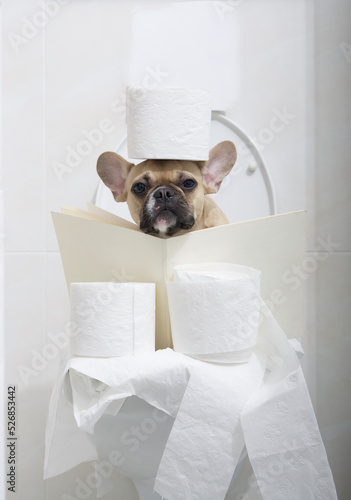 Stampa su tela Funny French Bulldog, wide open his big black eyes, reads an interesting book while sitting on the toilet in the toilet, wrapped in numerous rolls of white toilet paper