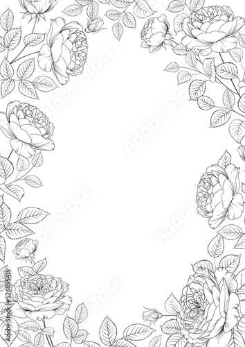 PNG floral frame. Rose flower