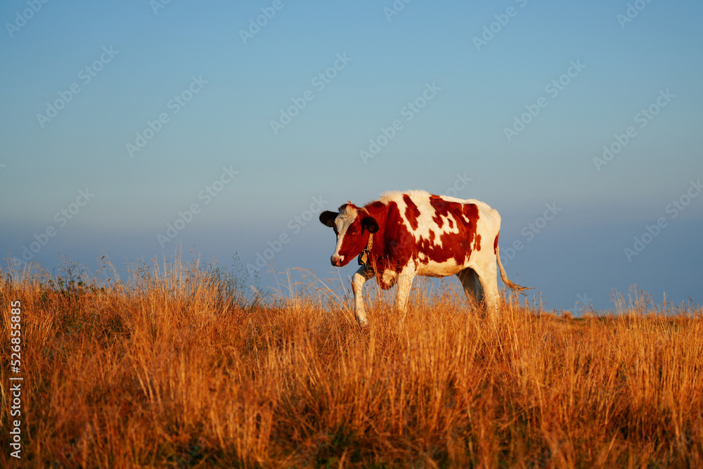 Red and white spotted cow strolls at sunset. Complementary colors