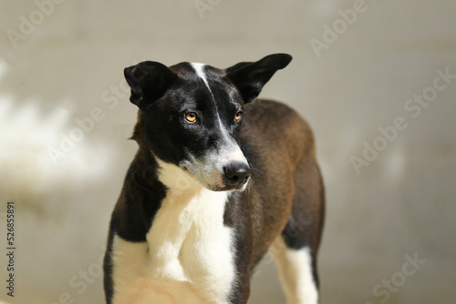 Portrait von einem Hund (Mischling) - Tierschutz
