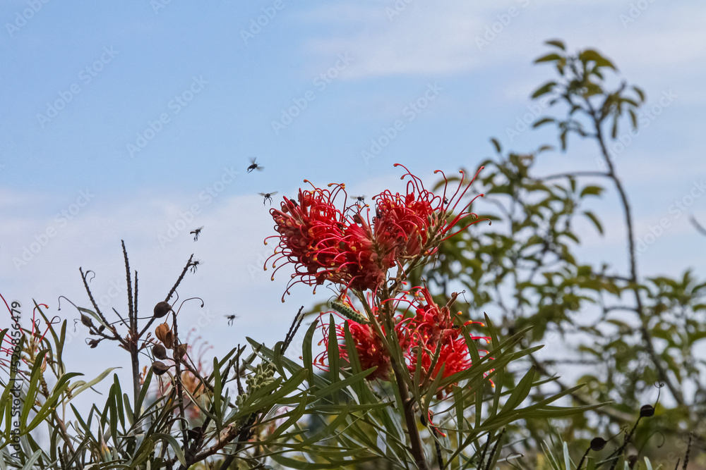Grevillea banksii flowers, with scarlet, red stems and yellow tip, with bees flying around. Blurred background. Grevillea banksii flowers, with scarlet, red stems and yellow tip, with bees flying around. Blurred background.