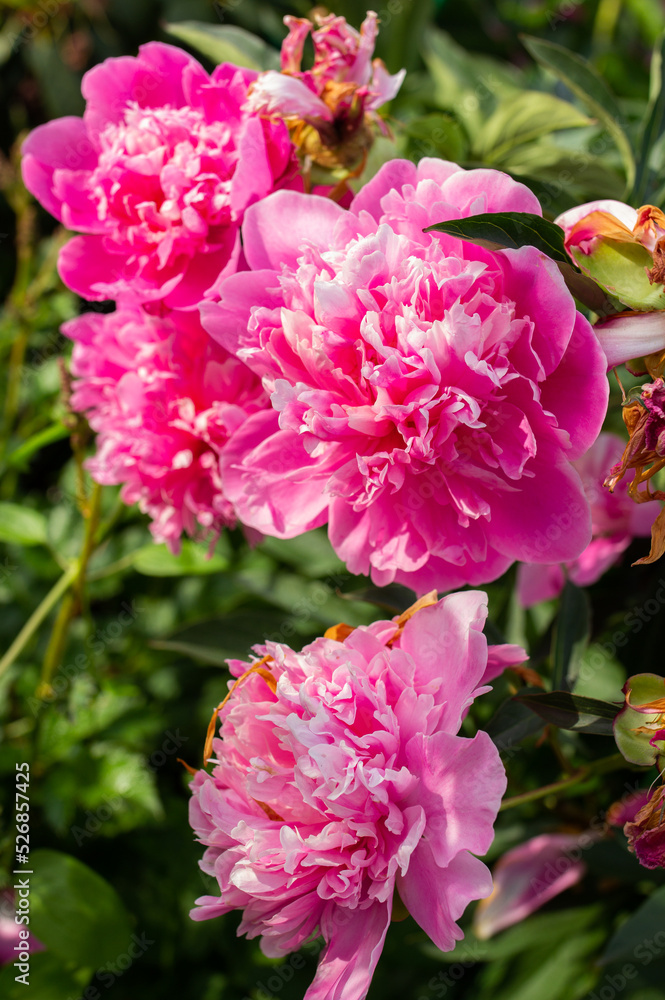 Pink peonies bouquet in the garden Pink peonies bouquet in the garden