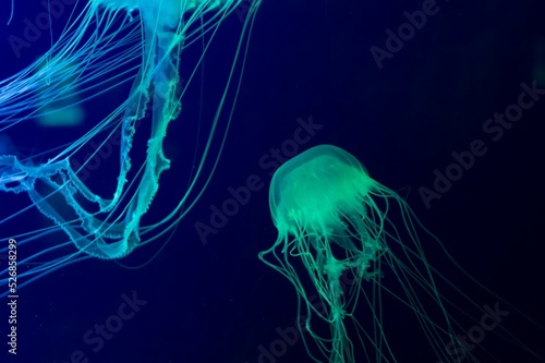 Beautiful jellyfish aesthetic intertwining jellyfish tentacles on dark background