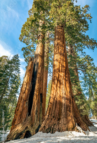 Giant sequoia trees in the winter © Juan