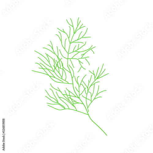 Dill Plants illustration in green. Hand drawn Dill illustration. Detailed fennel organic product sketch. 