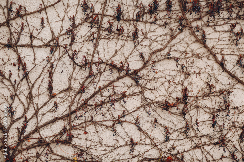 Branches climbing plant with berries on the white plaster wall background. Branches climbing plant with berries on the white plaster wall background.
