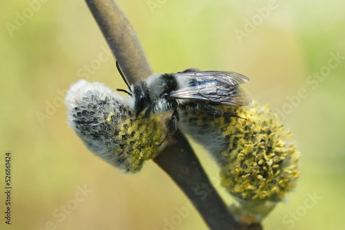 Closeup on a female ashy mining bee, Andrena cineraria collecting pollen from Goat willow, Salix caprea photo