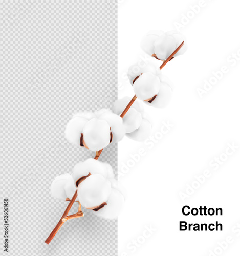 Realistic cotton branch on transparent background. Vector illustration. Great for your design. EPS10.