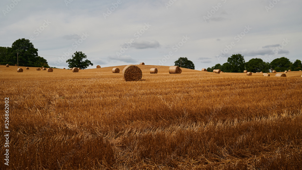 Fototapeta premium panoramic view of hay bales in yellow wheat field