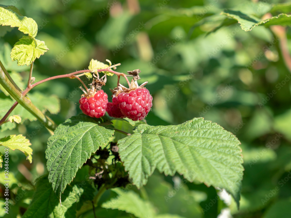 Ripe raspberries on a branch against the background of green leaves Ripe raspberries on a branch against the background of green leaves