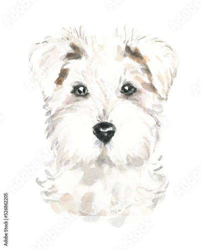 Watercolor Schnauzer dog breed cute white realistic illustration, dog head,detailed face hipster portrait,dog in funny hat, puppy fashion print,cute baby dog isolated on white background printable diy