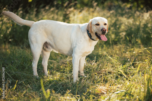 Labrador dog portrait in nature at beautiful sunset