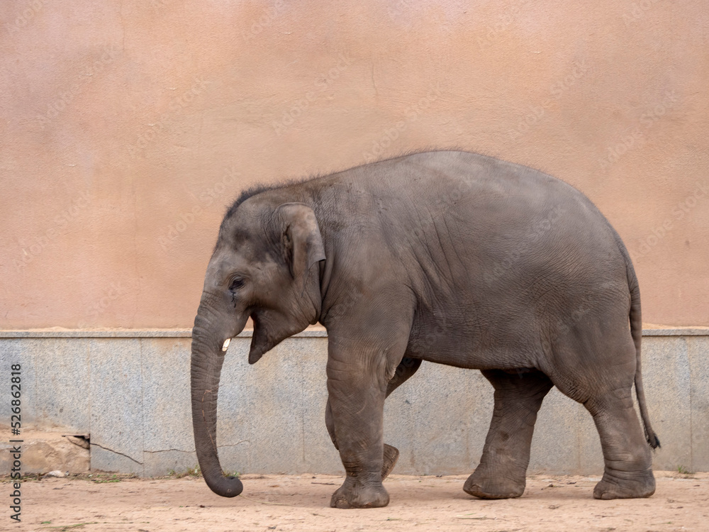 Fototapeta premium Little elephant a walks one summer day