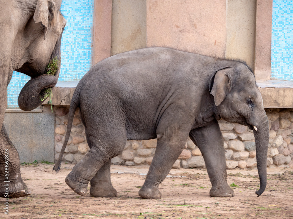 Fototapeta premium Wild Asian elephant mother and baby are walking