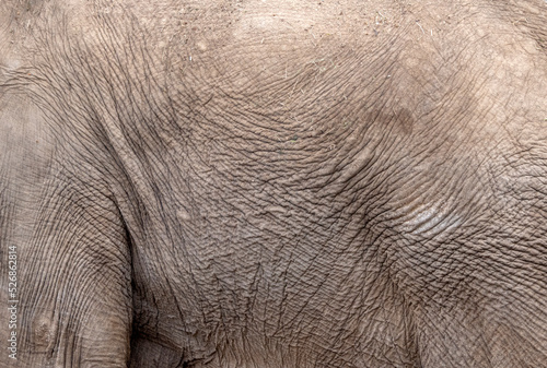 African elephant skin background on the side of his belly