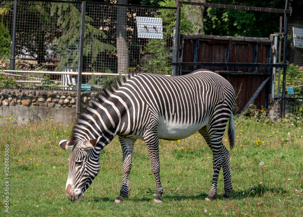 African beautiful zebra eating fresh green grass African beautiful zebra eating fresh green grass