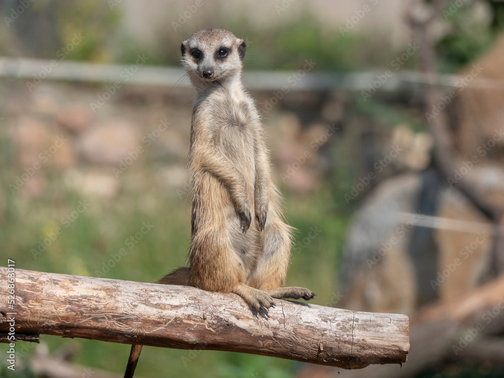 Fototapeta premium Meerkat or suricate is a small carnivoran belonging to the mongoose family