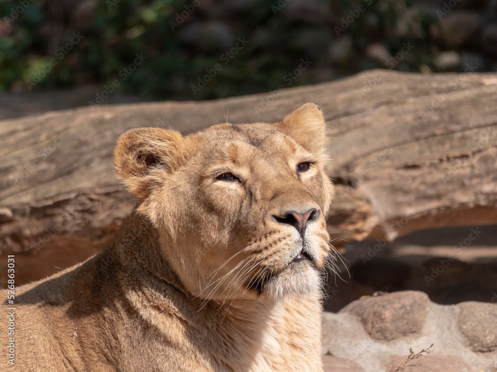 Portrait lioness basking in the warm sun after dinner Portrait lioness basking in the warm sun after dinner