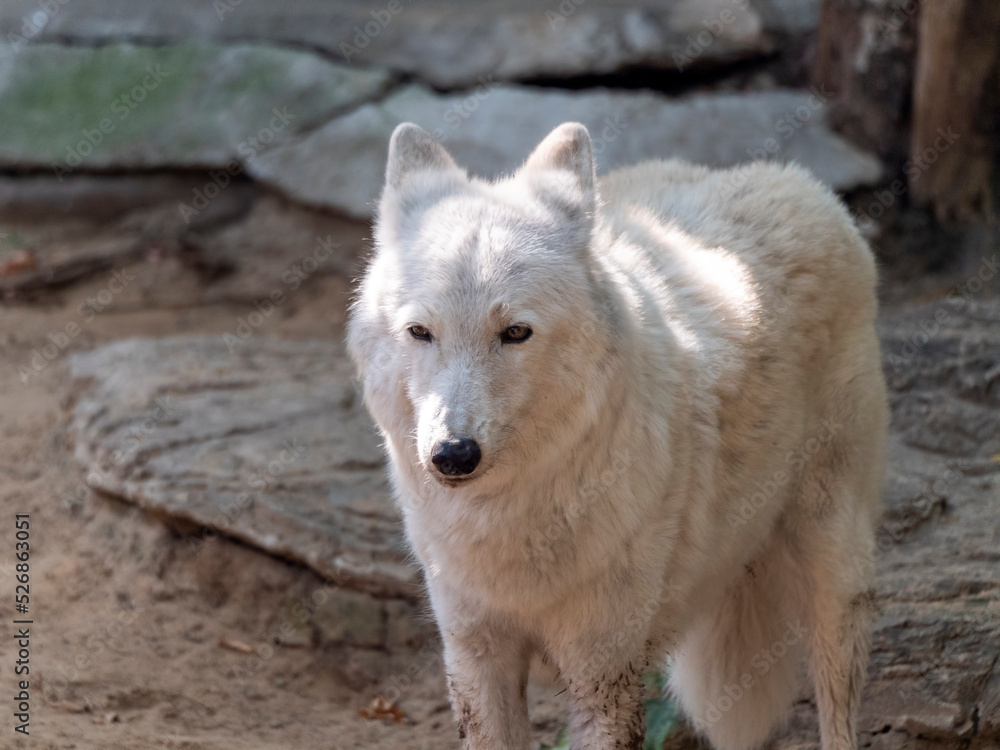 Obraz premium Grey Wolf Canis lupus Portrait - captive animal