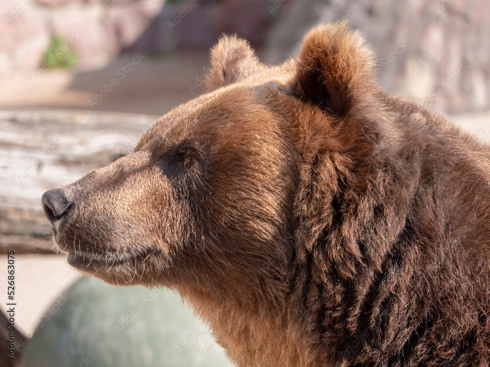 Brown bear Ursus arctos portrait on the hunt Brown bear Ursus arctos portrait on the hunt